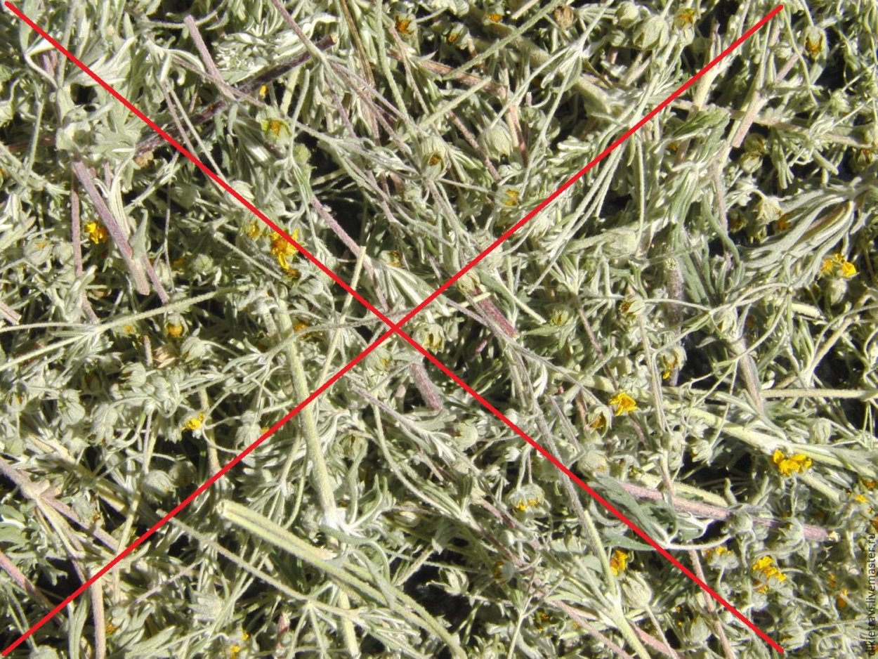 Трава Серебрянка