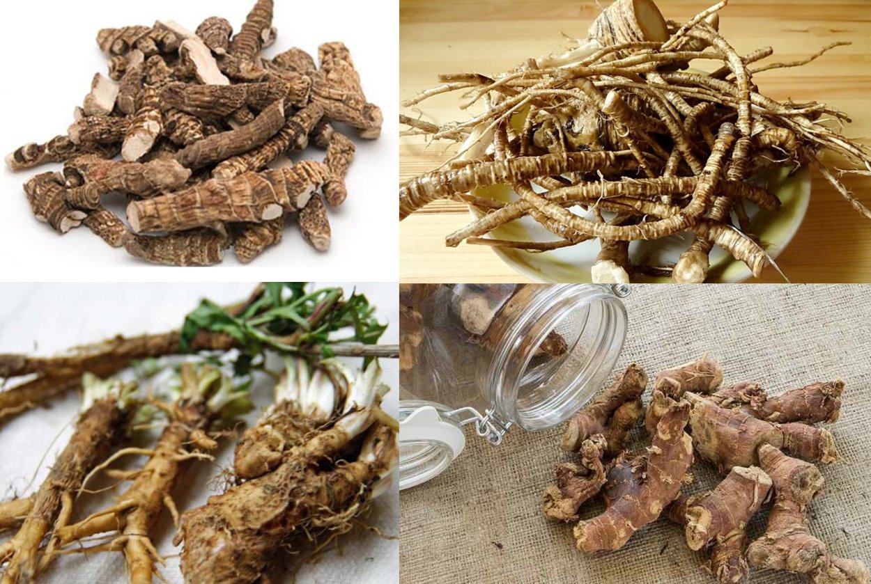 Лекарственные корневища