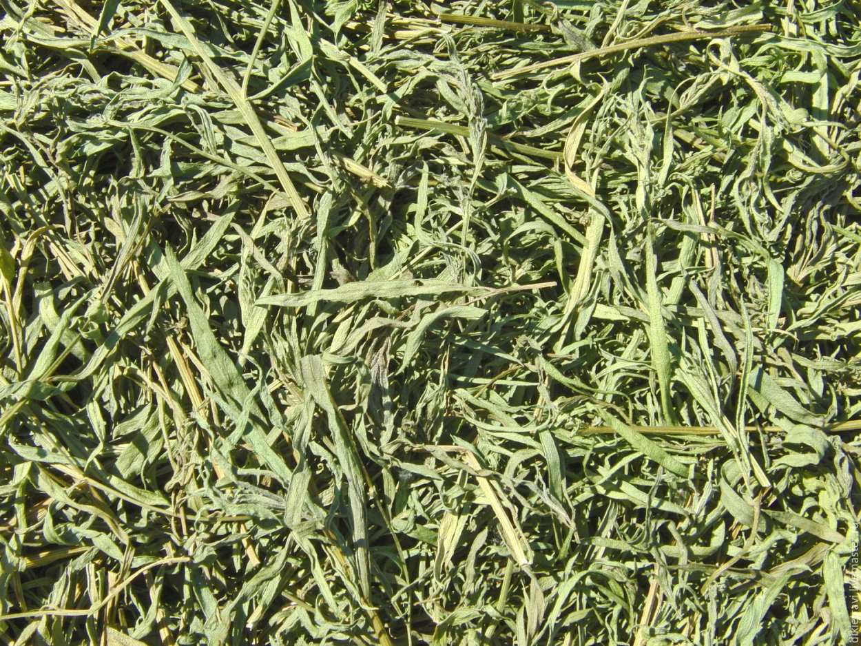 Эстрагон сушеный