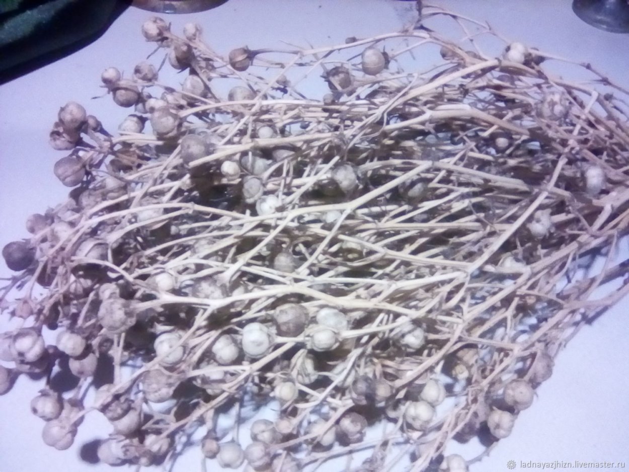 Гармала обыкновенная прессованная