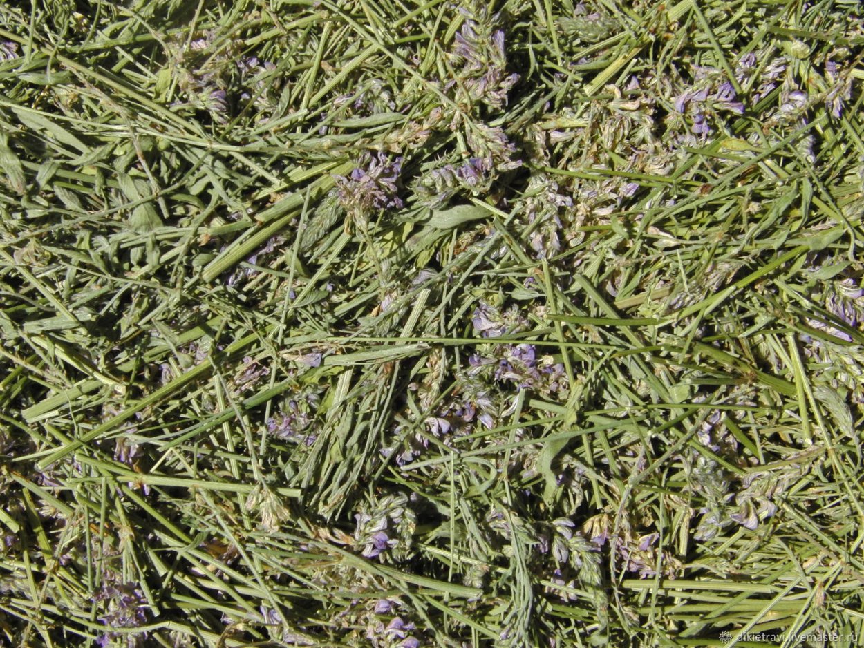Трава виколистный эспарцет