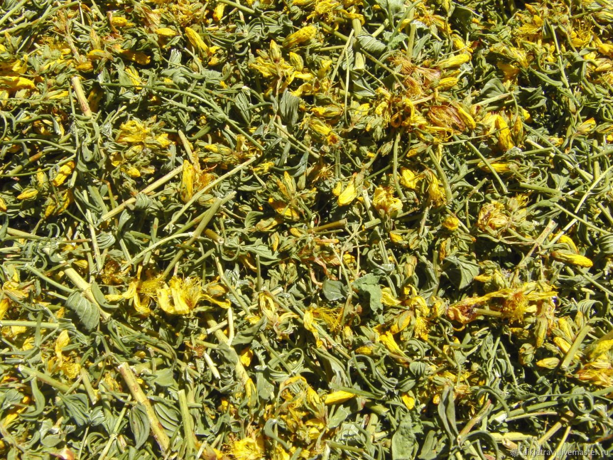 Зверобой продырявленный сырье