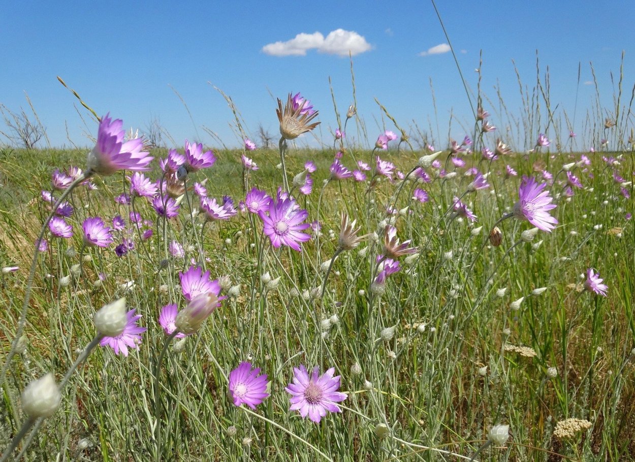 Ксерантемум бессмертник