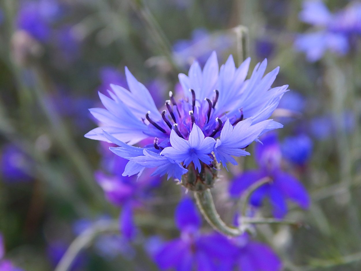 Бессмертник цветок полевой