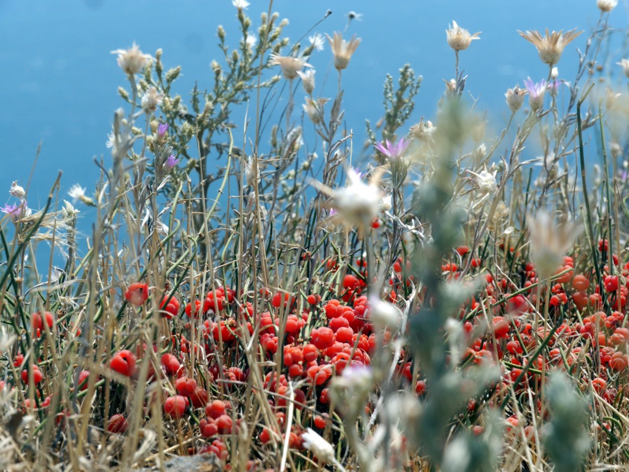 Бессмертник песчаный (цмин песчаный)