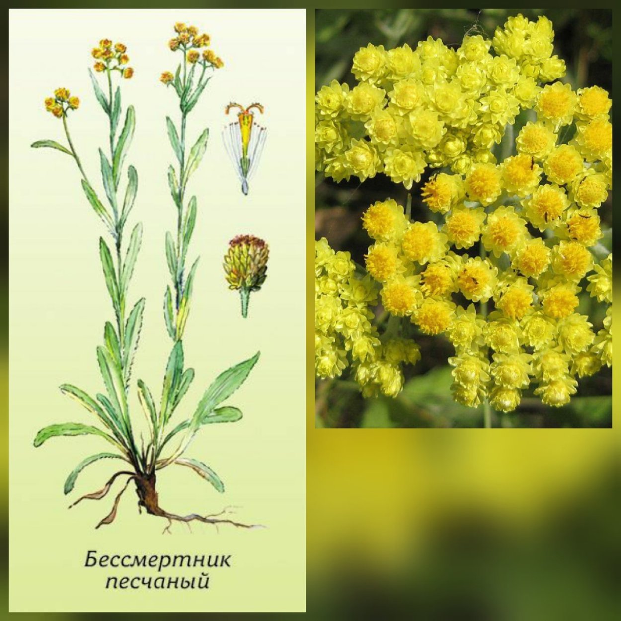 Бессмертник песчаный Фармакогнозия