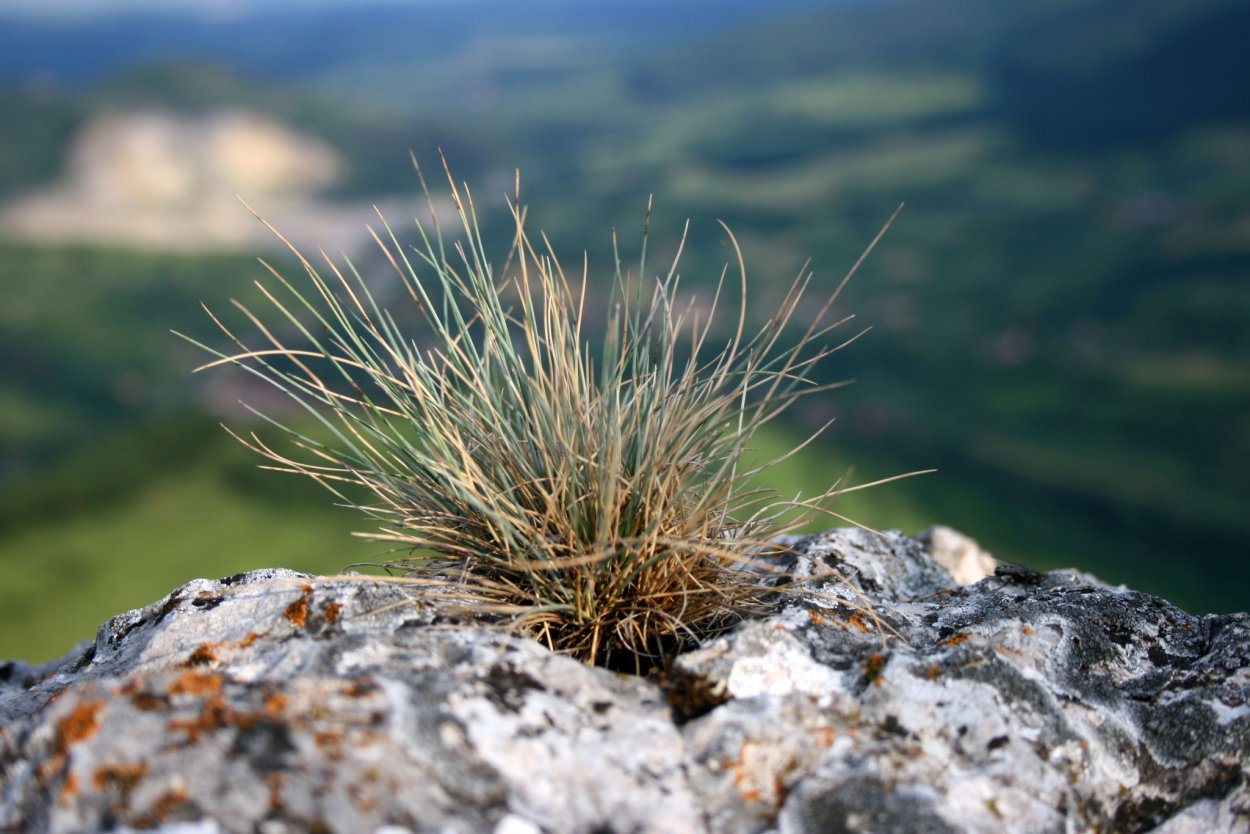 Пучковая трава