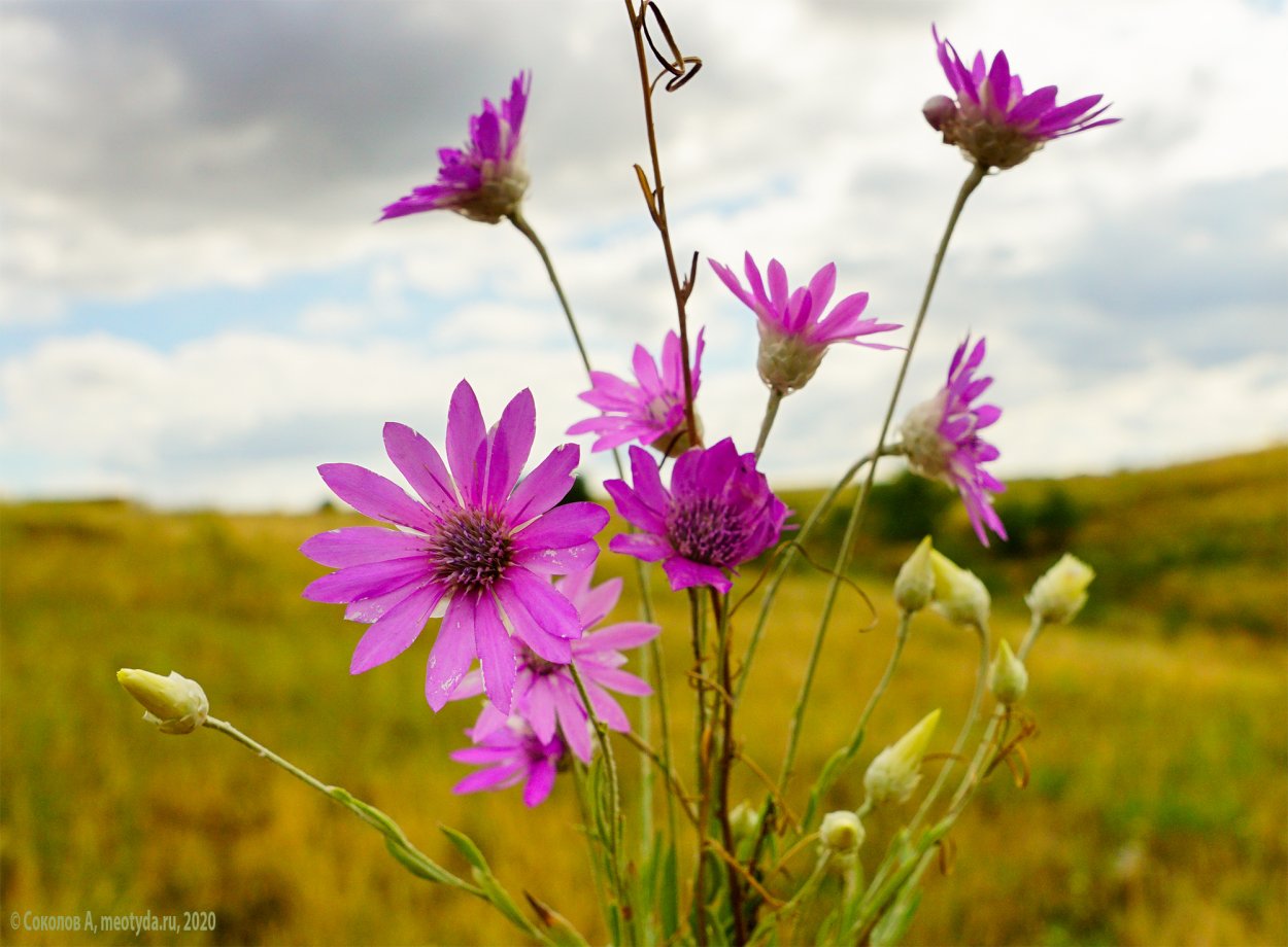 Бессмертник цветок полевой