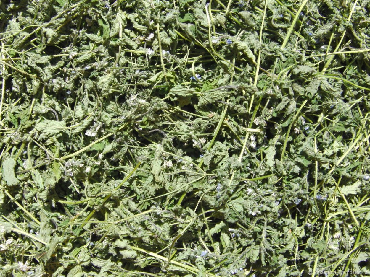 Газон из грыжника гладкого