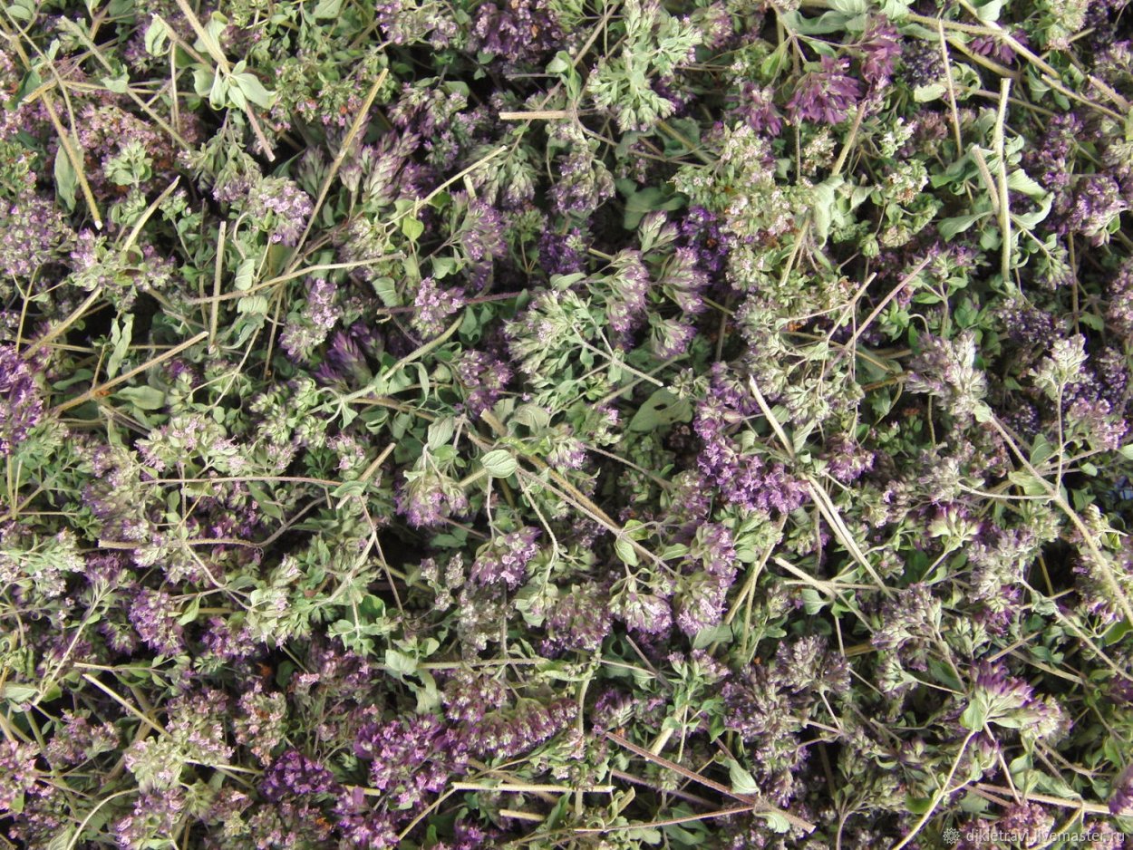 Душица обыкновенная сушеная