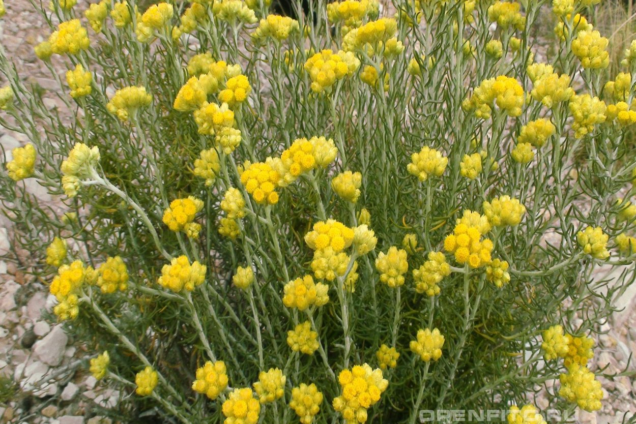 Гелихризум аренариум