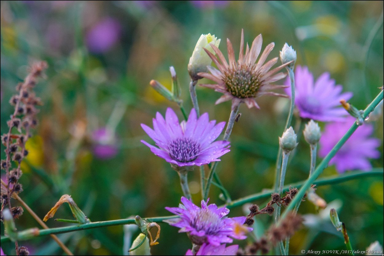 Пижма тысячелистниковая