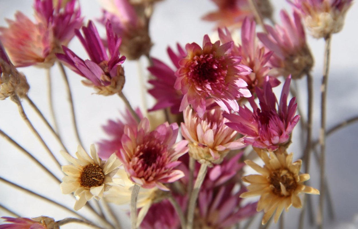 Бессмертник Астра