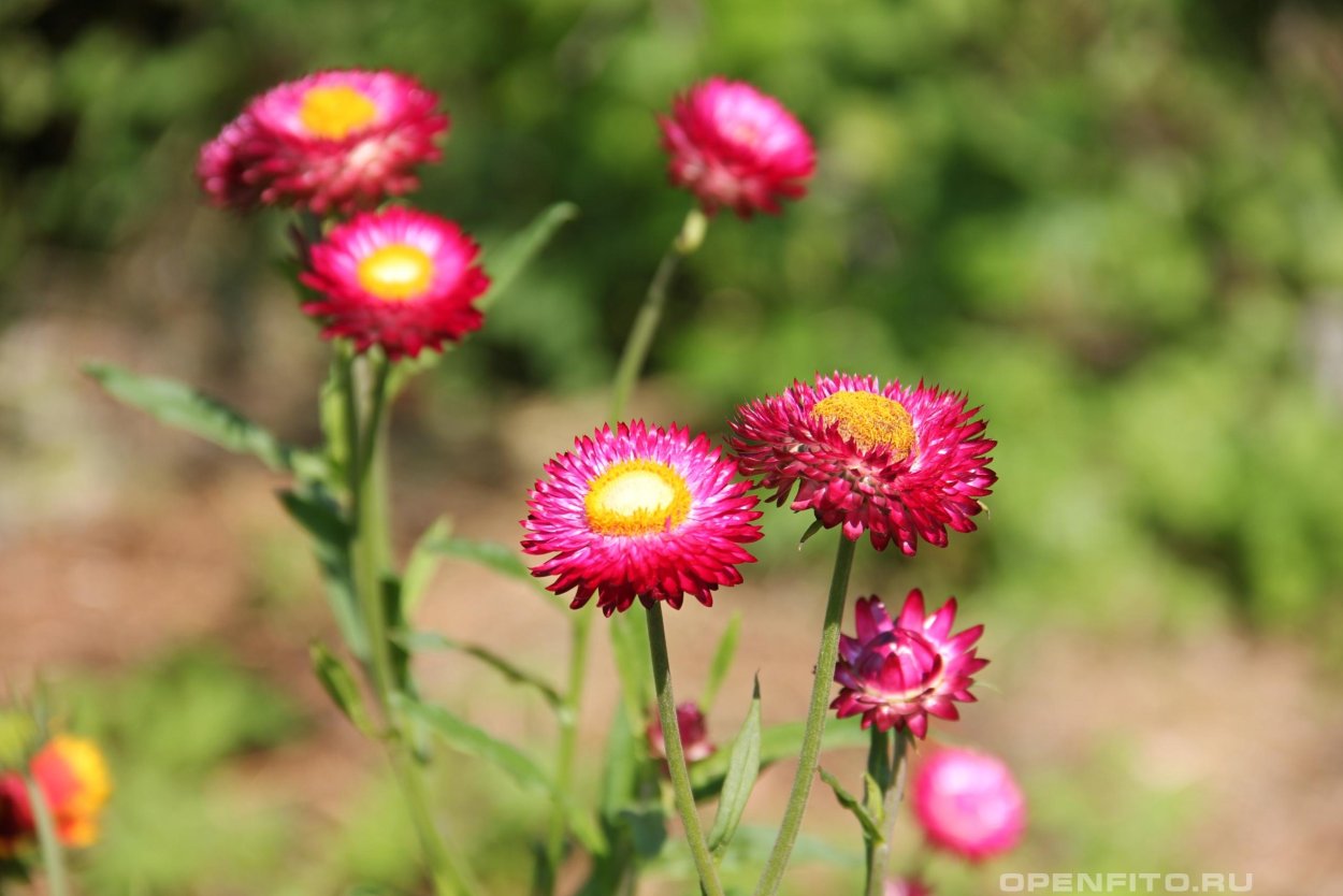 Бессмертник цветок