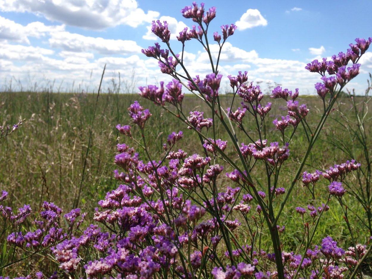 Бессмертник песчаный сухоцвет
