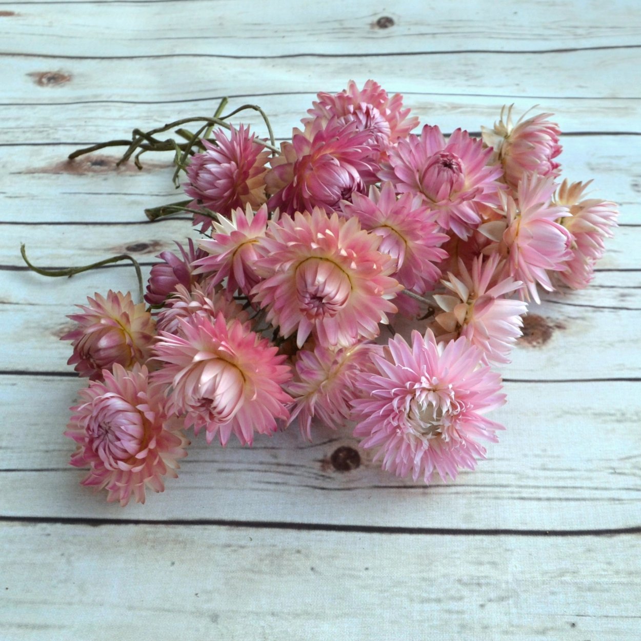 Ксерантемум сухоцветник