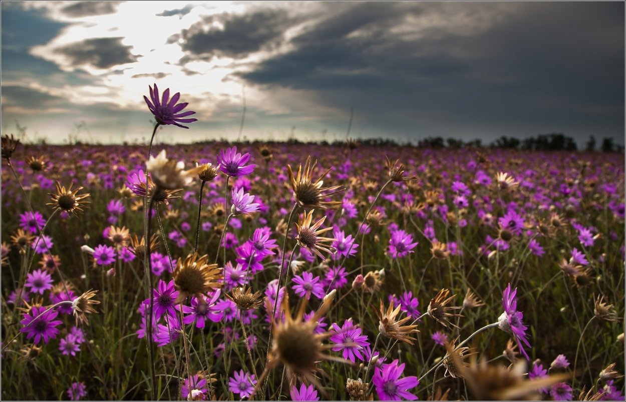 Бессмертник цветок полевой
