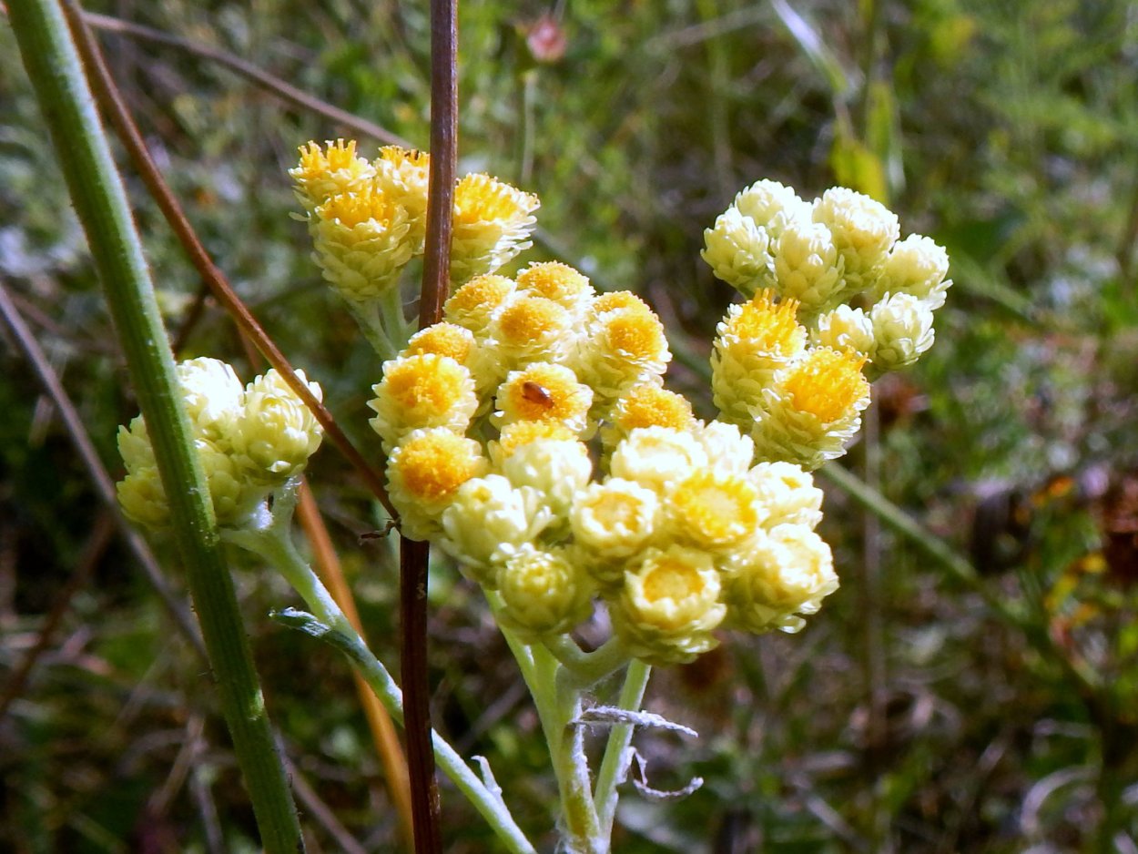 Полевой бессмертник песчаный