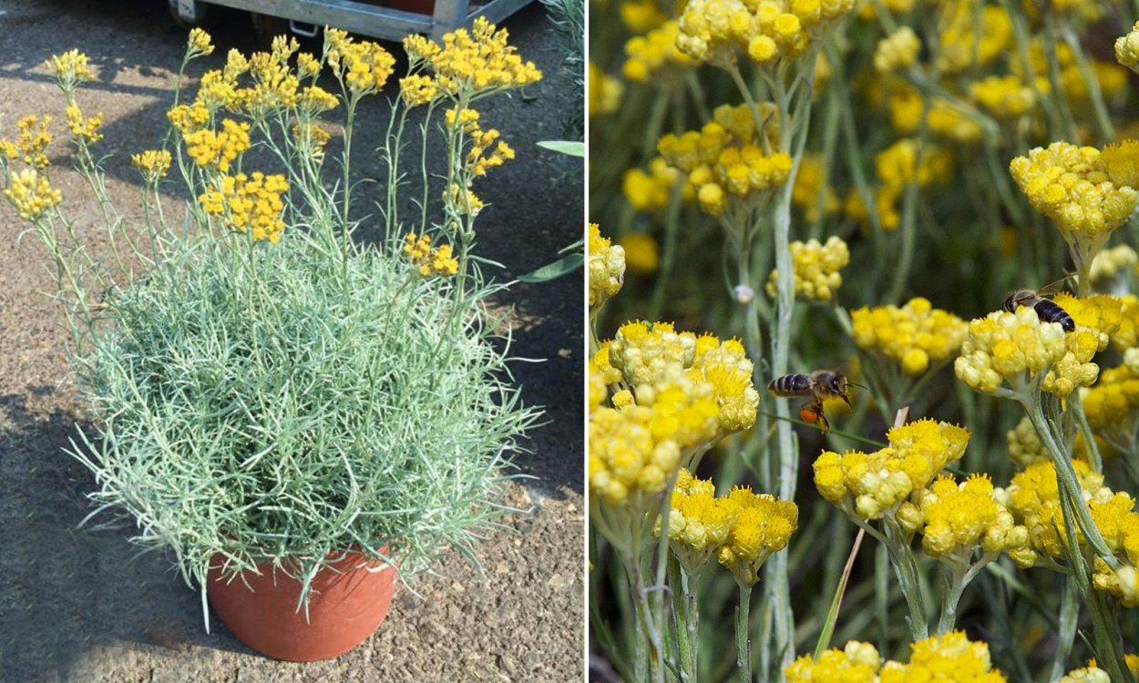 Сорняк бессмертник