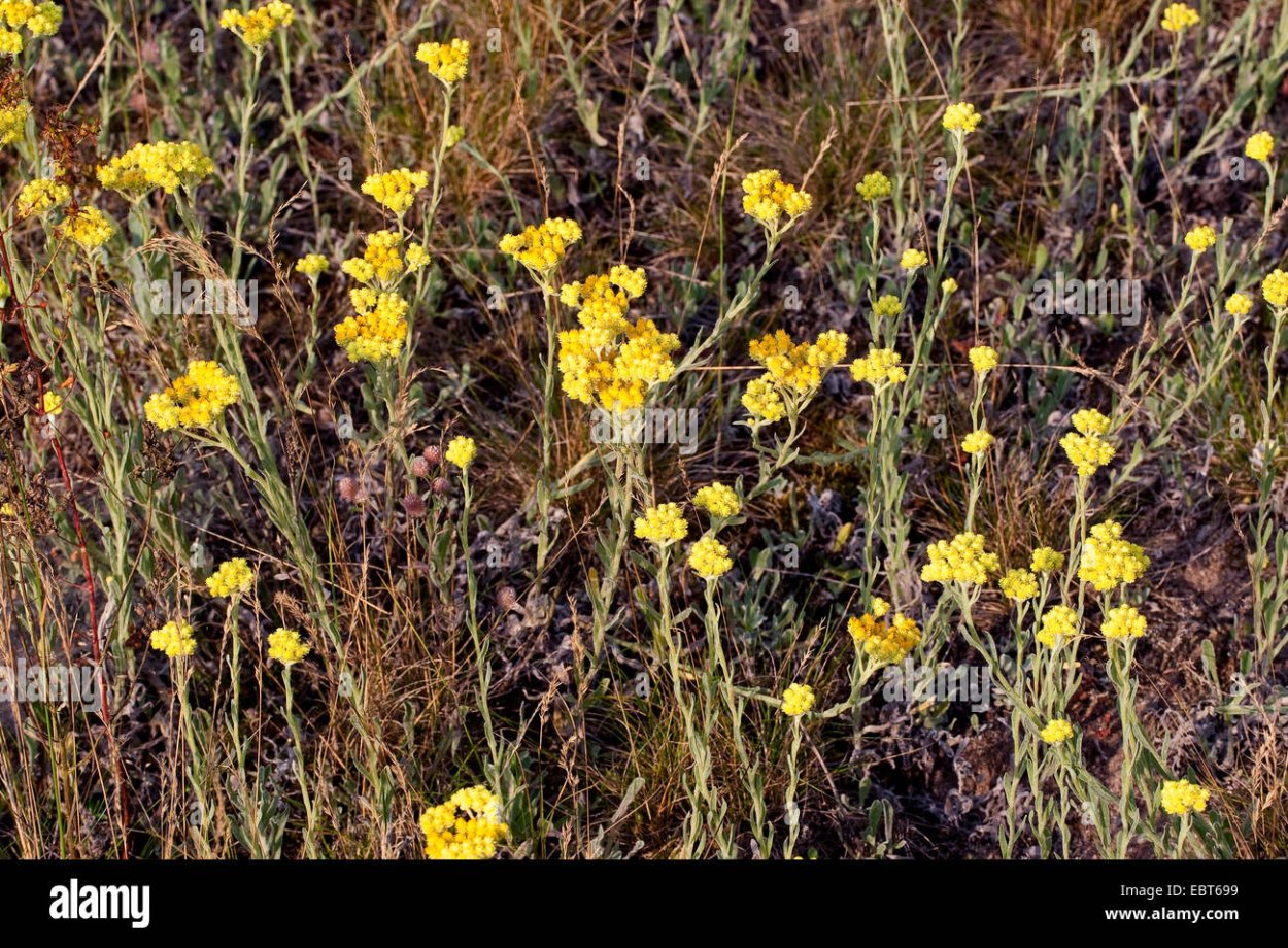 Бессмертник песчаный (цмин песчаный)