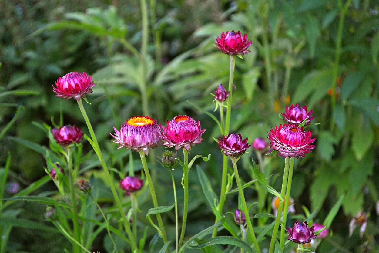 Гавриш бессмертник песчаный