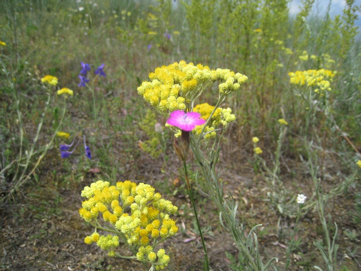 Цмин песчаный сухоцвет