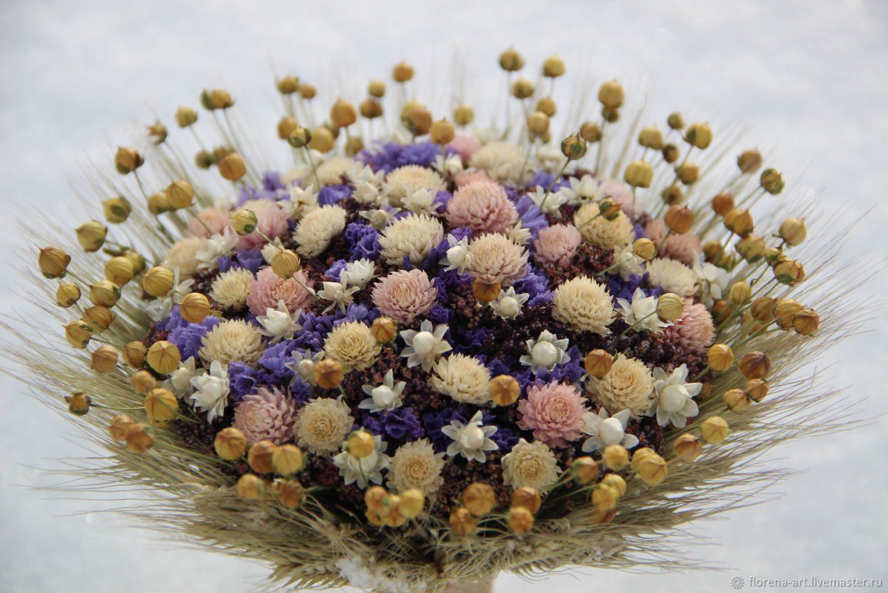 Гелихризум бессмертник цмин кошачьи лапки