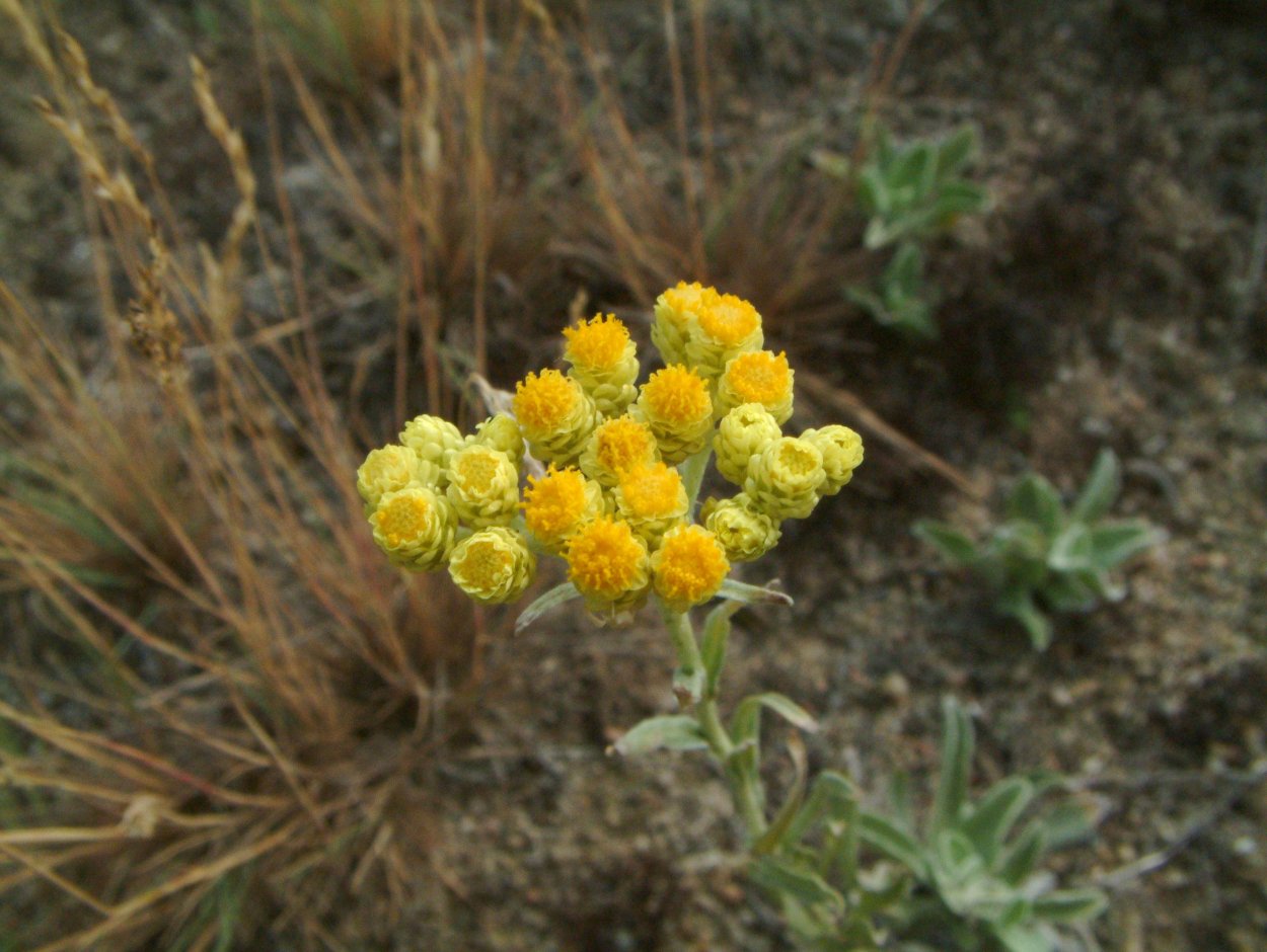 Пижма тысячелистная