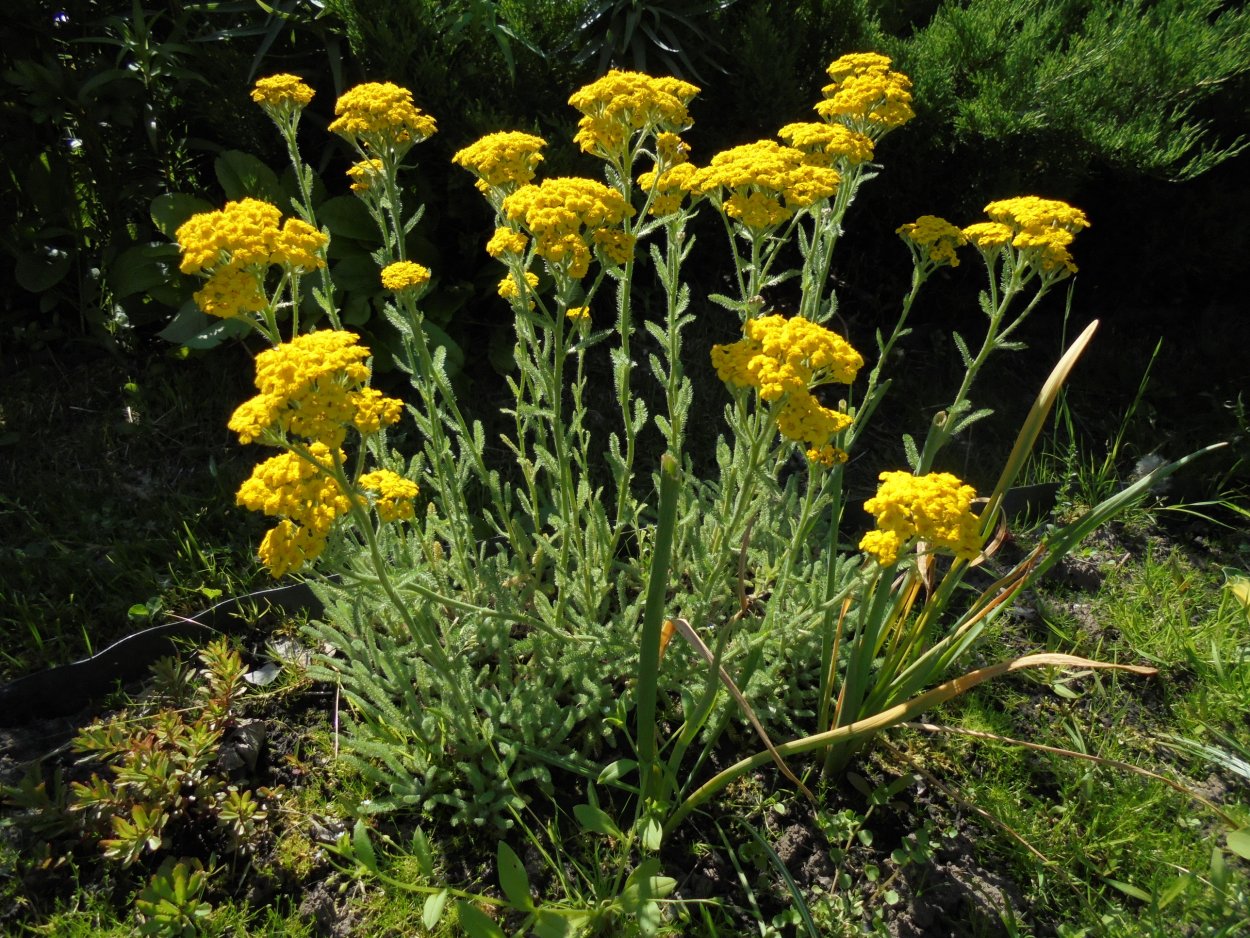 Скимия сухоцвет