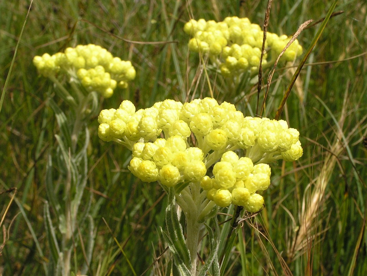 Гелихризум сухоцвет