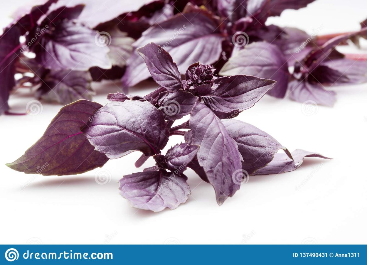 Базилик Реган орегано