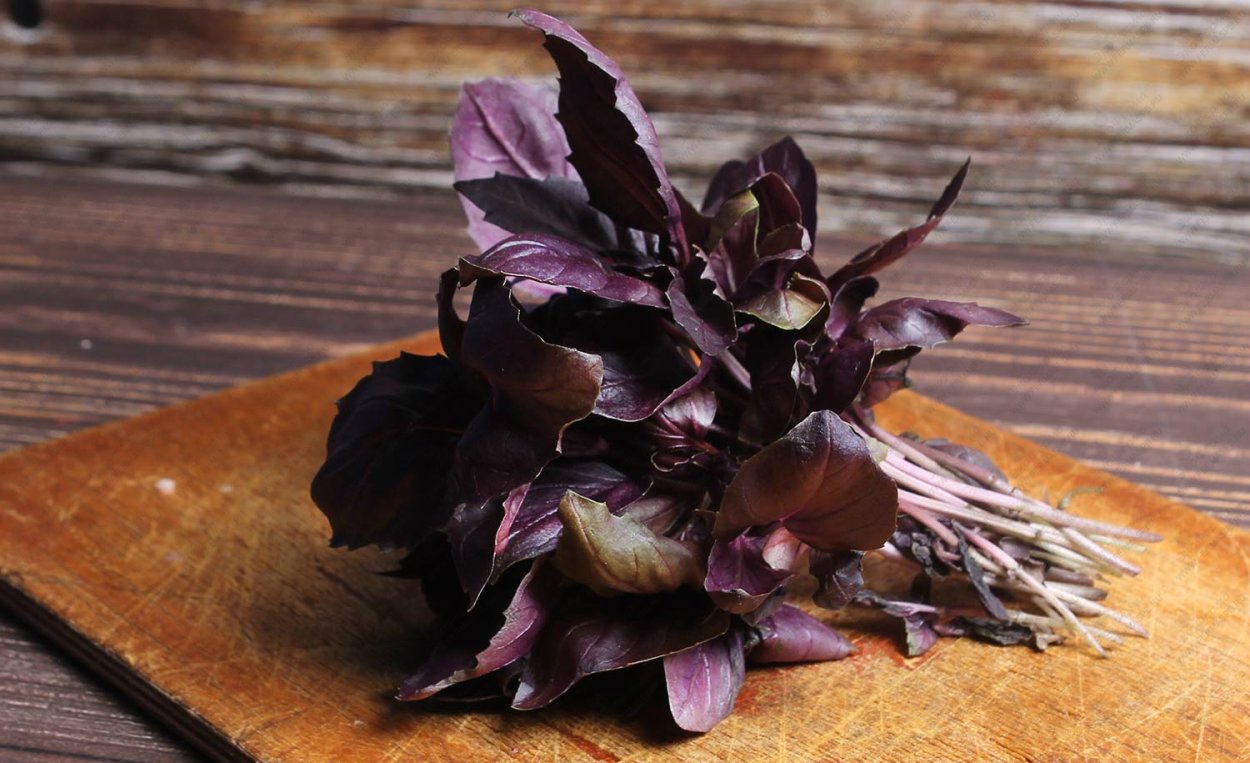 Базилик седой