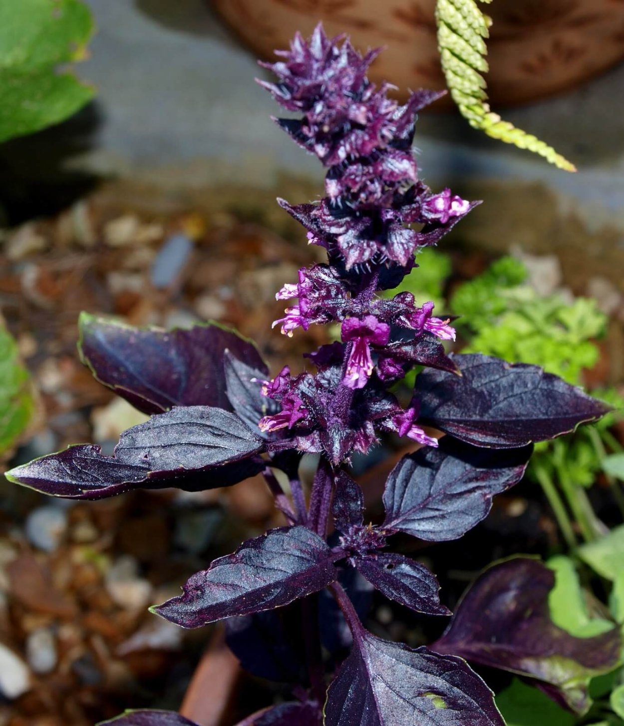 Базилик Ocimum basilicum