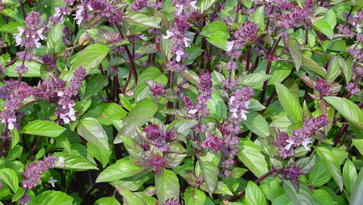 Базилик цветет