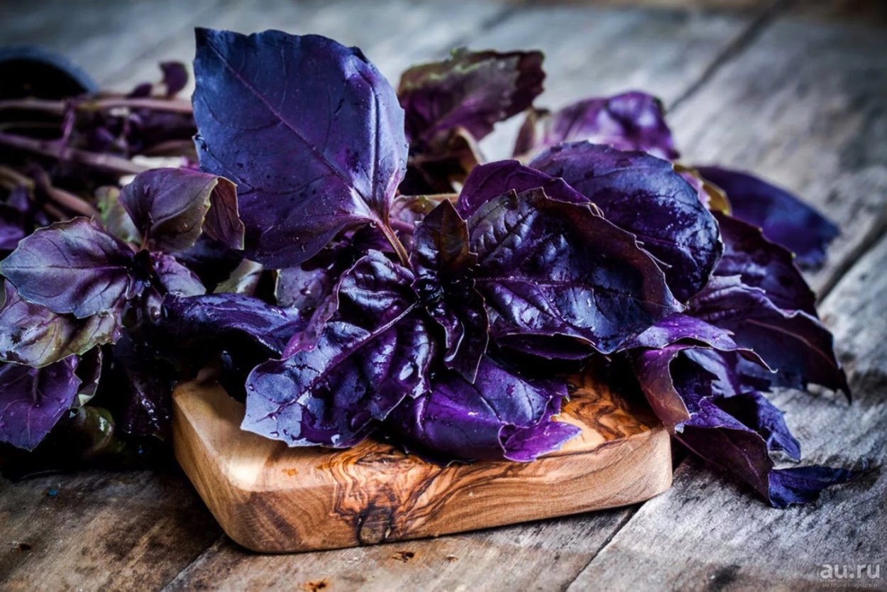 Базилик овощной Вайолет