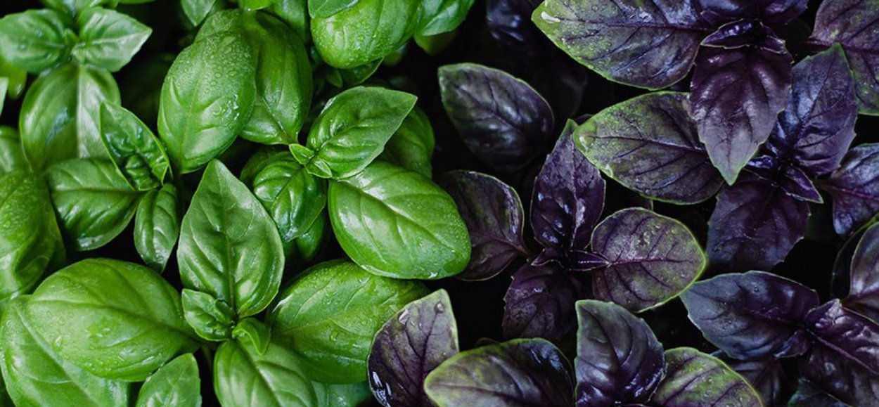 Базилик зеленый ароматный