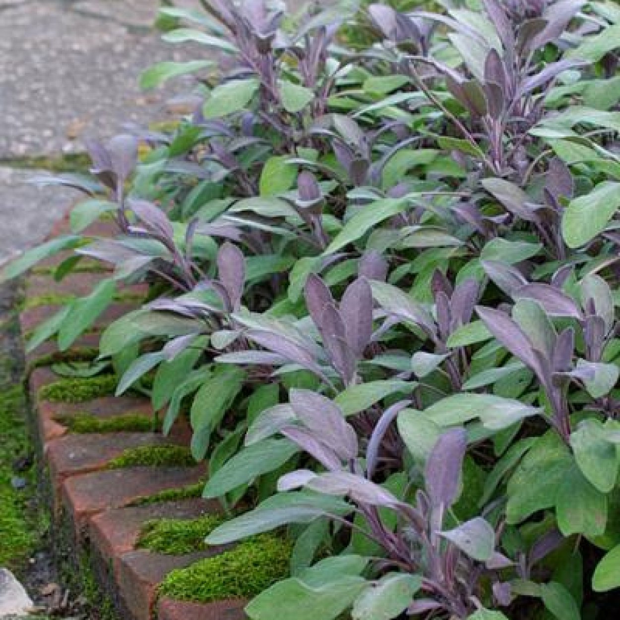 Шалфей Salvia PURPURASCENS