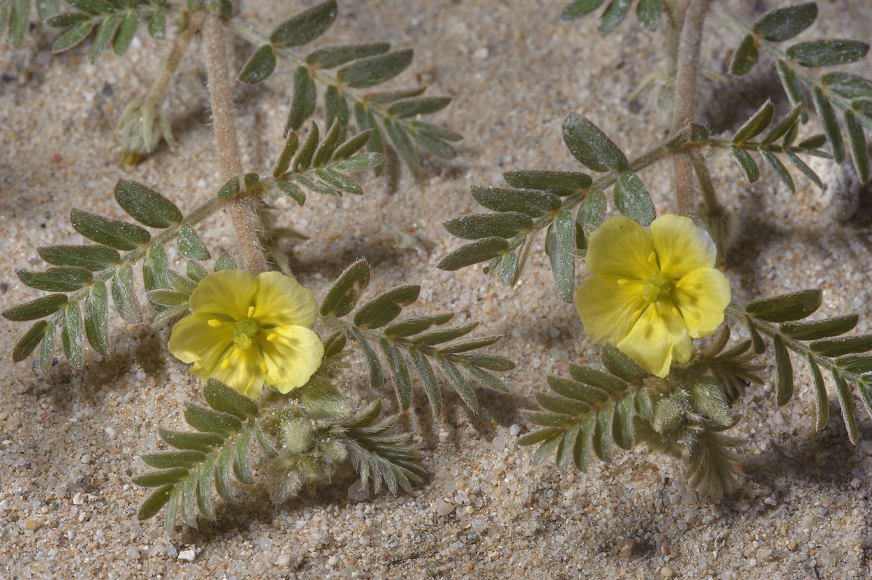 Лечебные травы якорцы