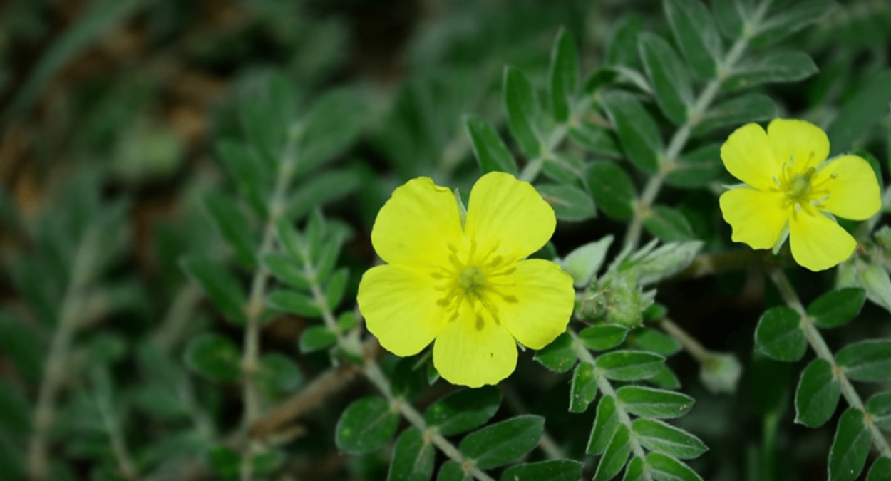 Tribulus terrestris