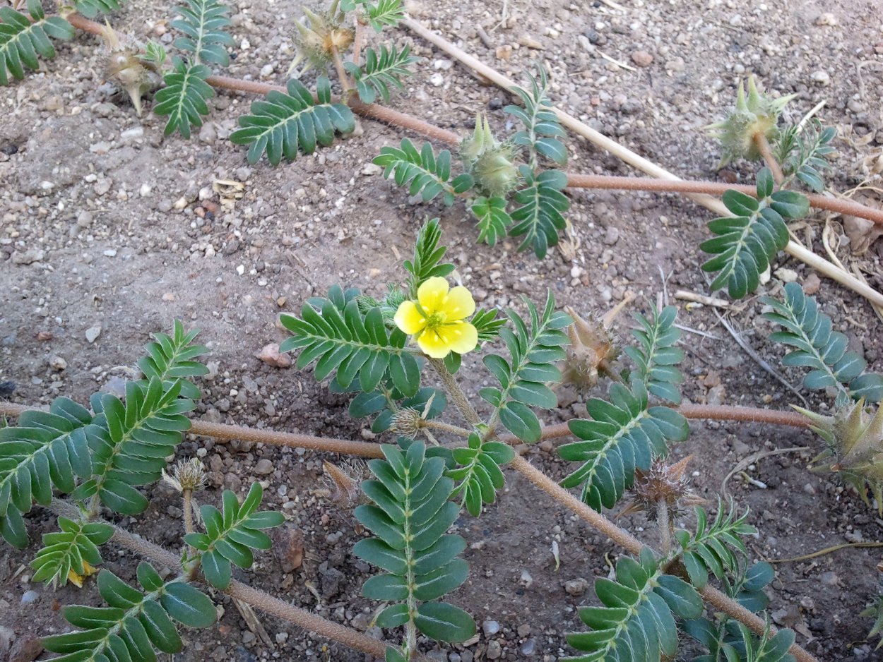 Якорцы стелющиеся (Tribulus terrestris)