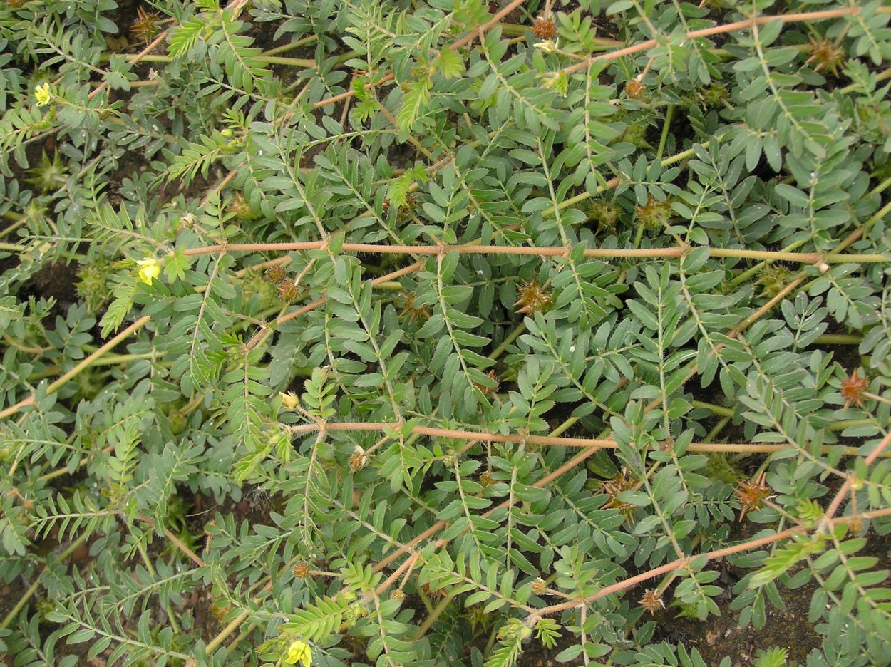 Колючка якорцы стелющиеся