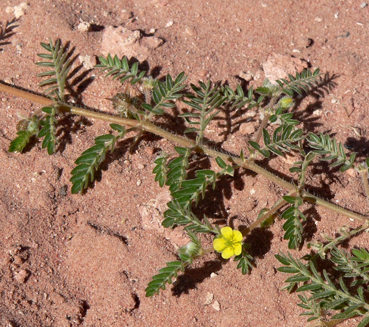 Якорцы стелющиеся (Tribulus terrestris)