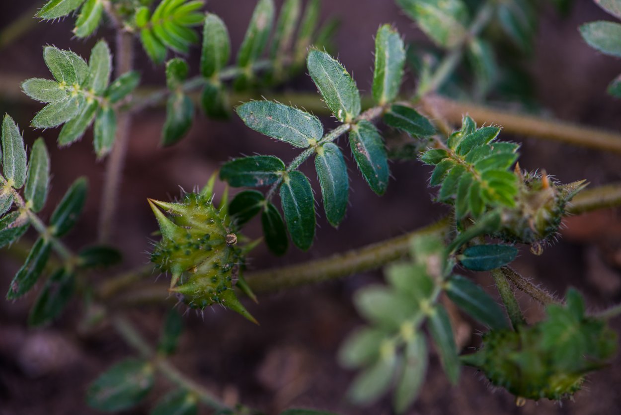 Якорцы стелющиеся