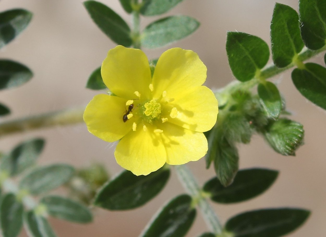 Якорцев стелющихся каллусная культура