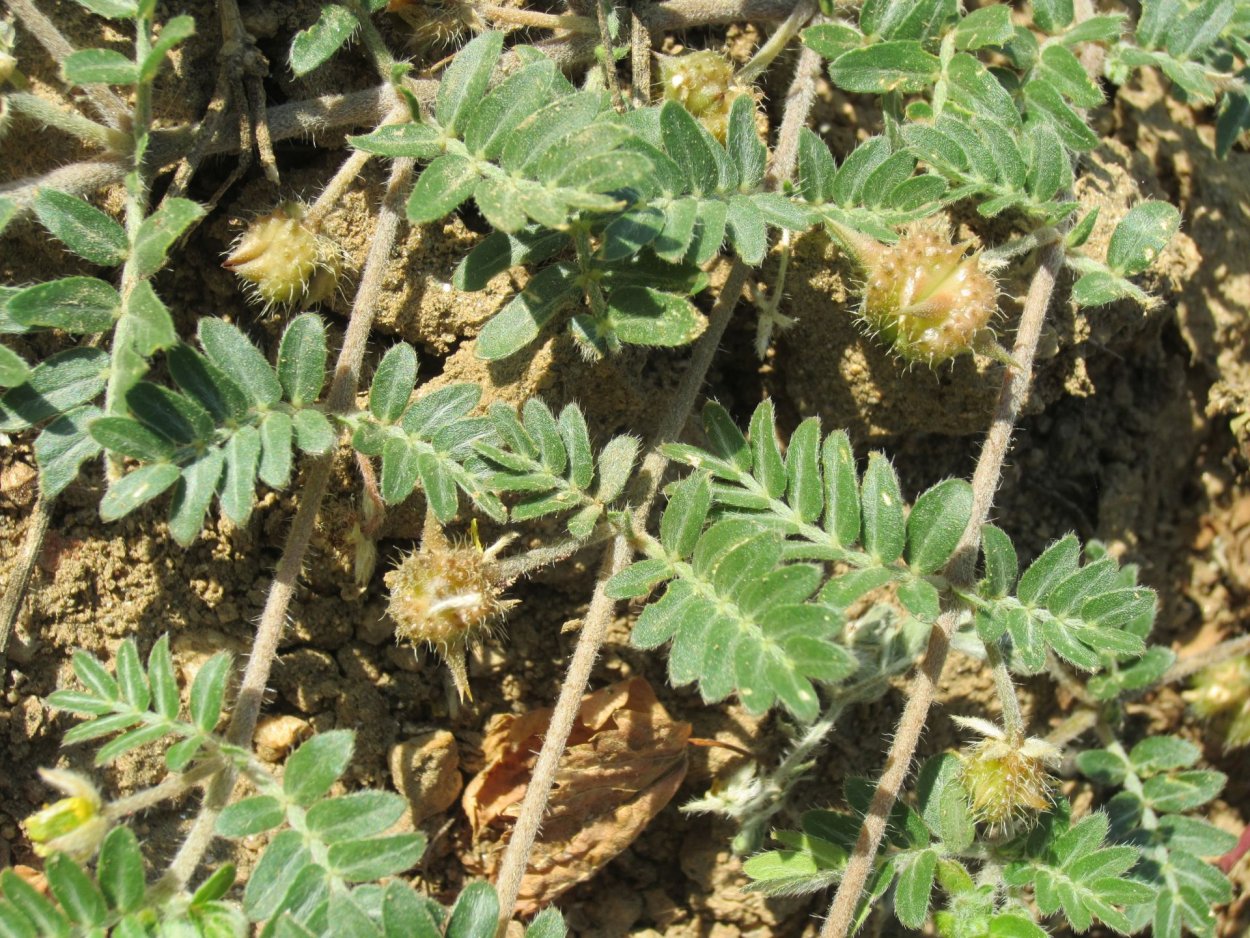 Якорец стелющийся