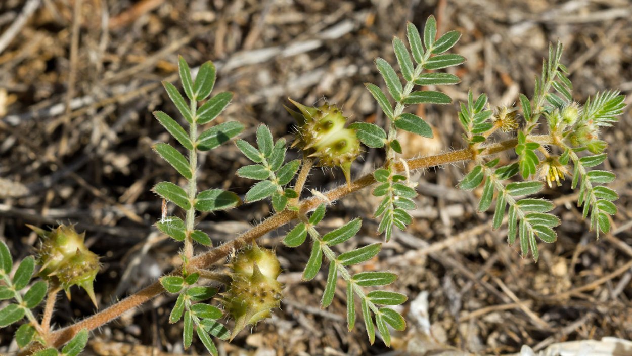 Якорцы стелющиеся