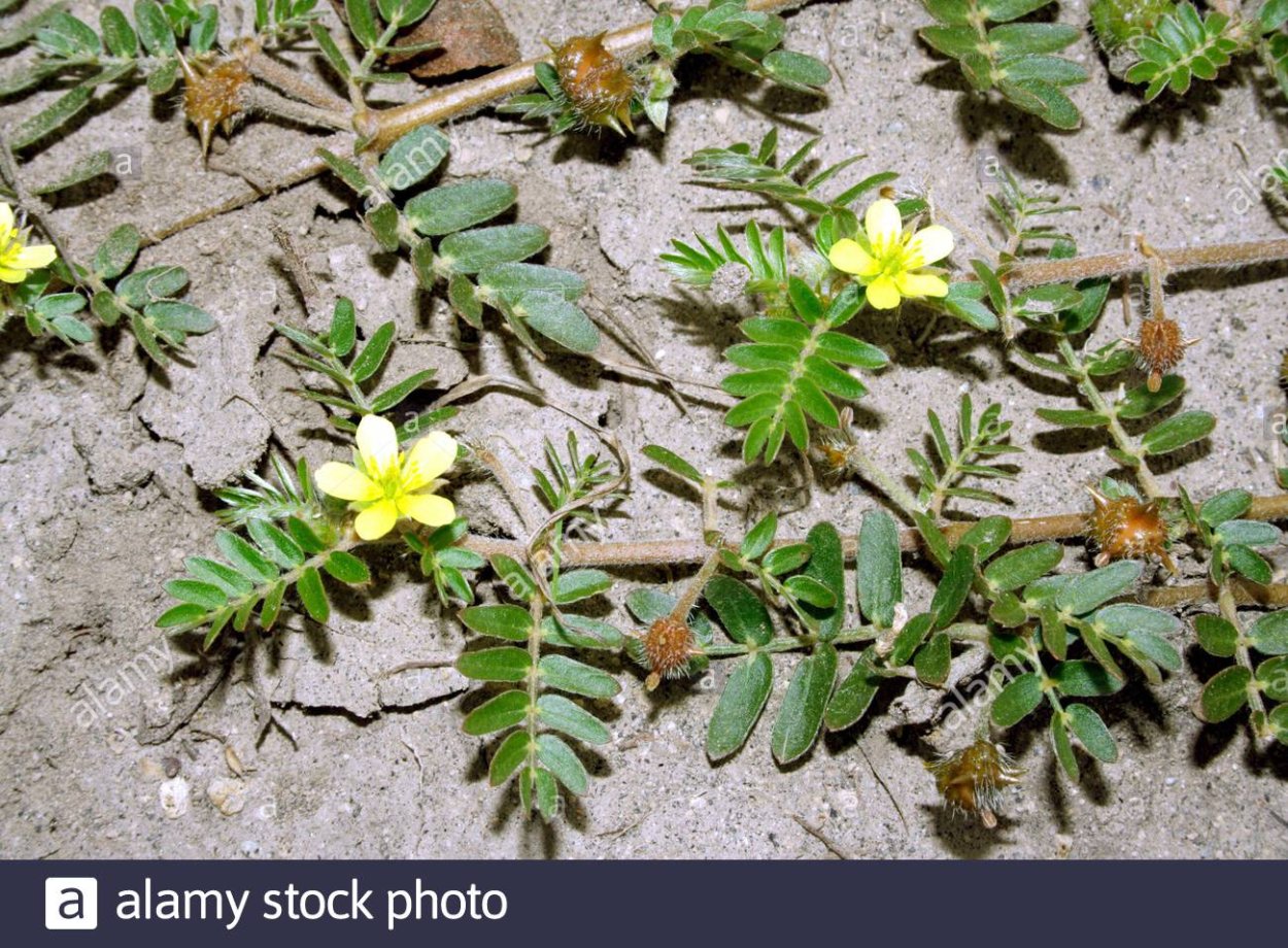 Якорцы стелющиеся (трибулус)