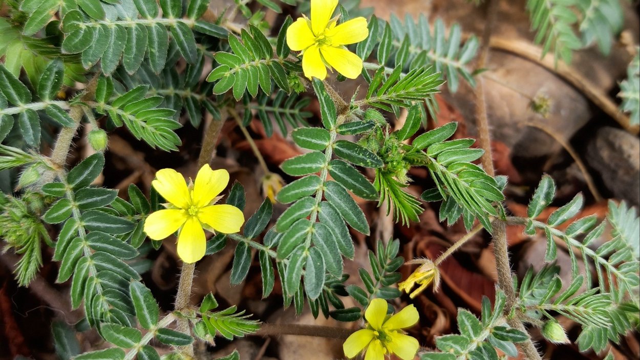 Tribulus terrestris