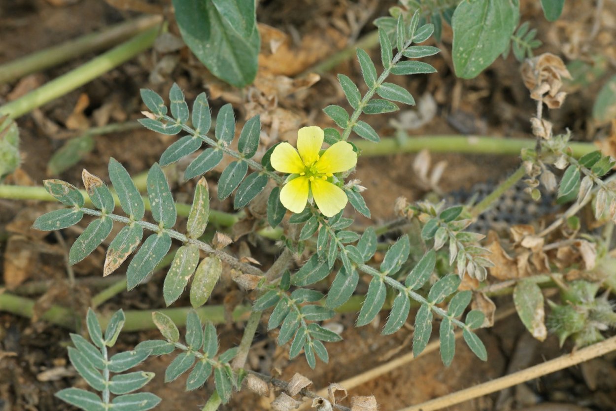 Трибулус растение