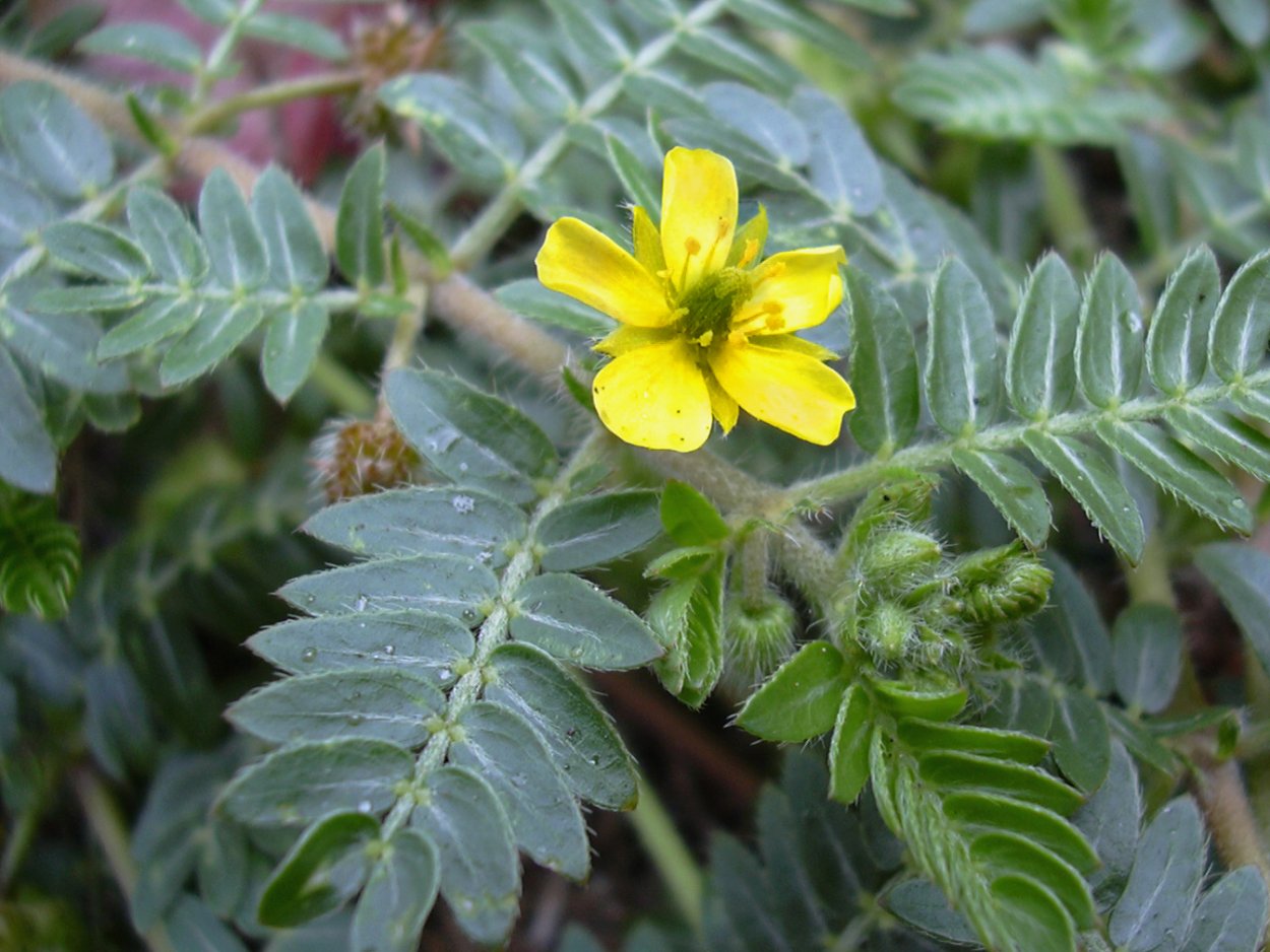 Tribulus terrestris (якорцы